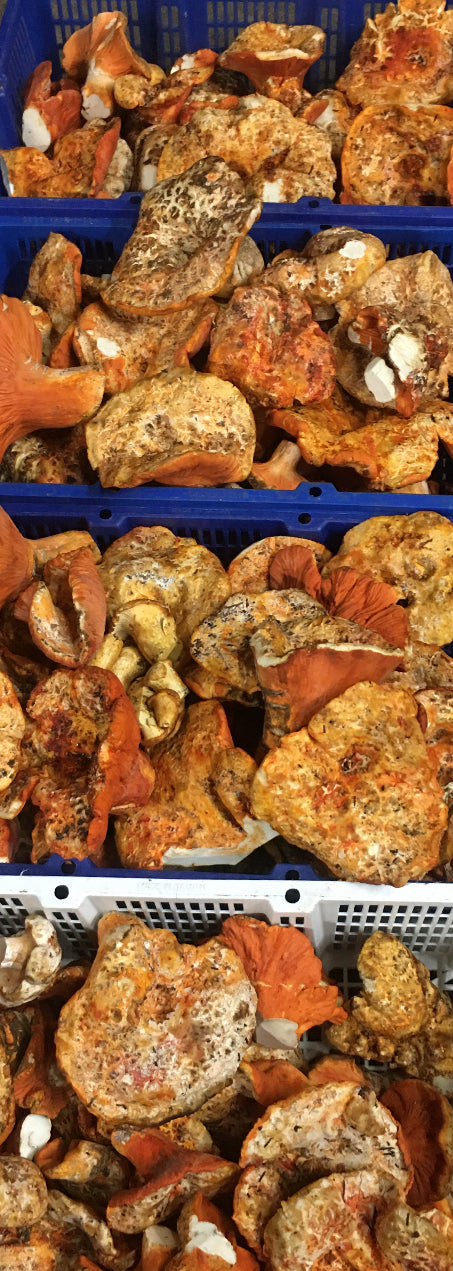 Fresh Wild Harvested Lobster Mushrooms