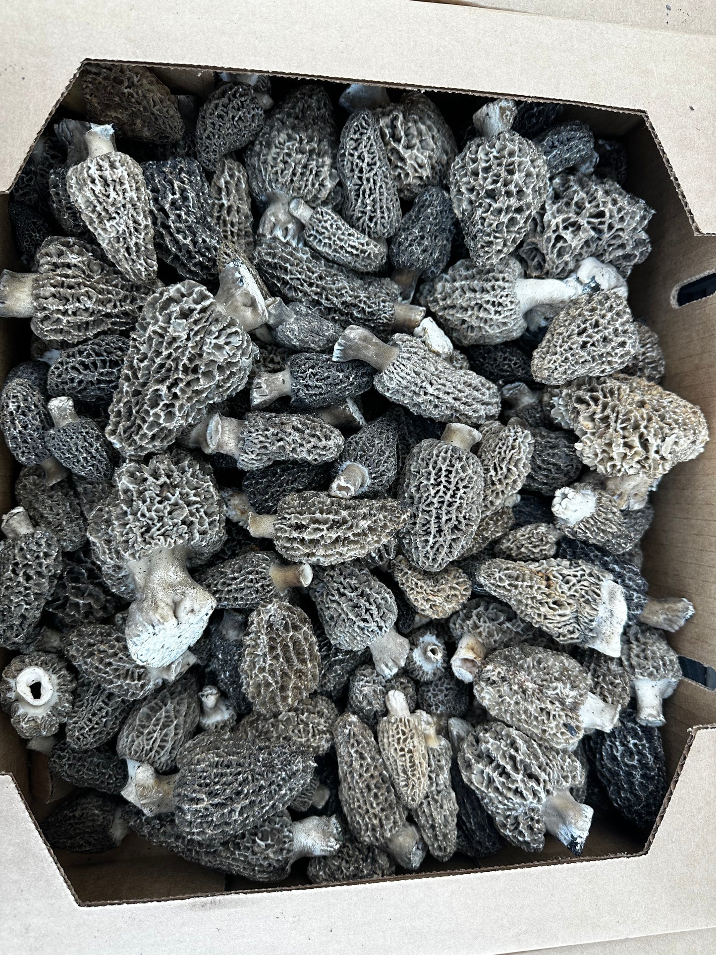 Fresh Wild Harvested Morel Mushrooms