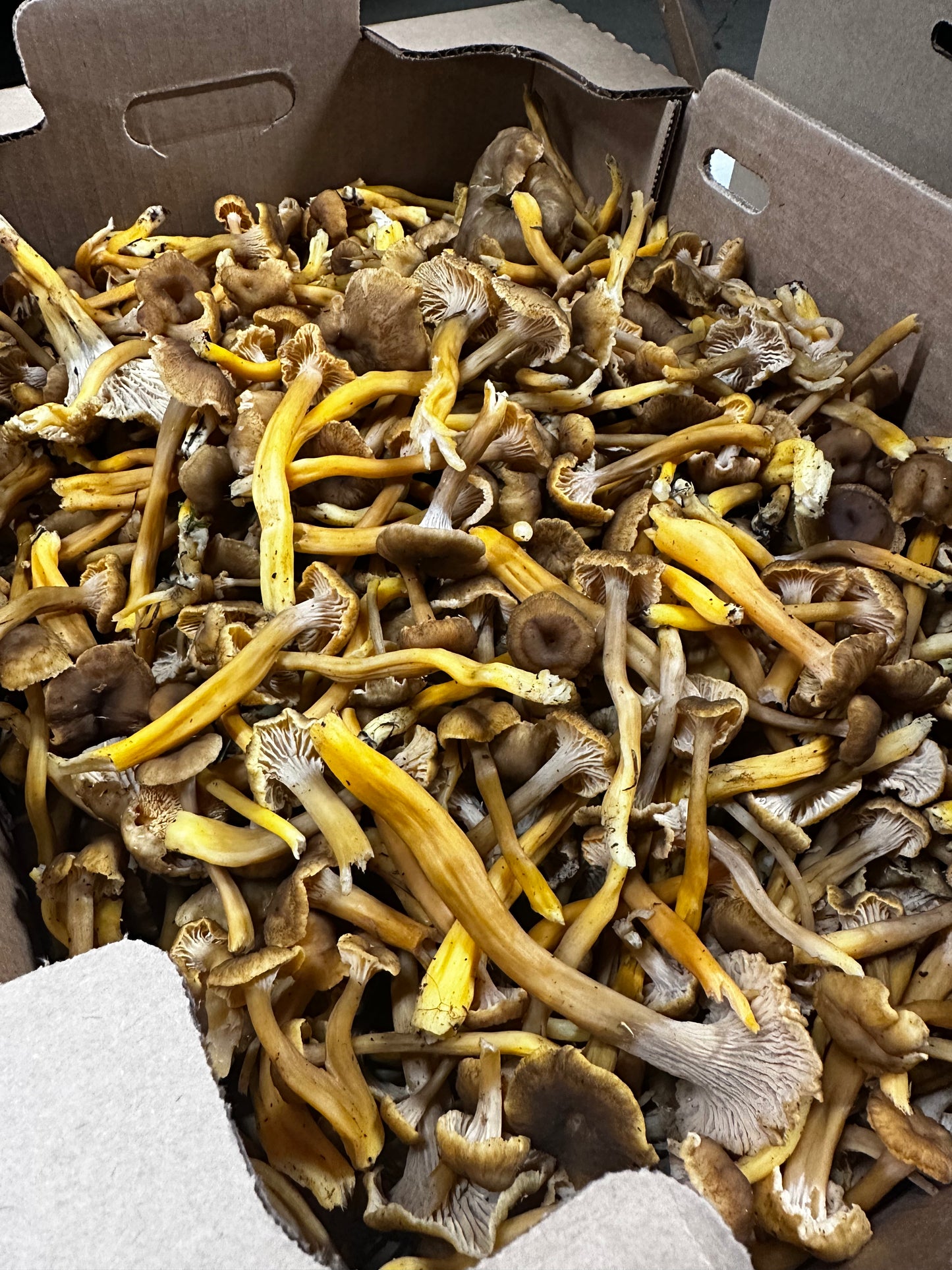 Fresh Yellowfoot Mushroom 5 lb.