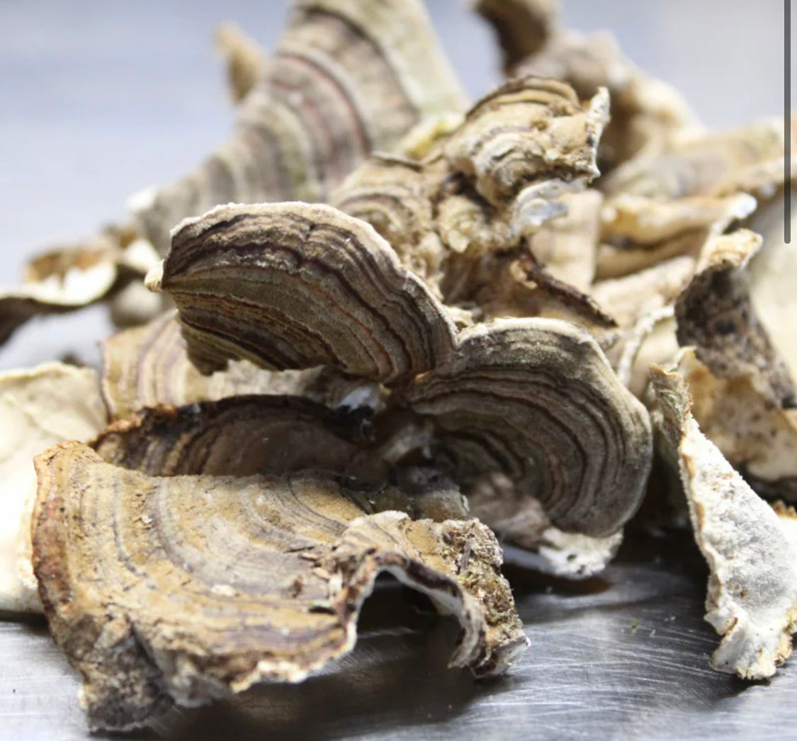 Dried Wild Turkey Tail Mushrooms 2 oz.