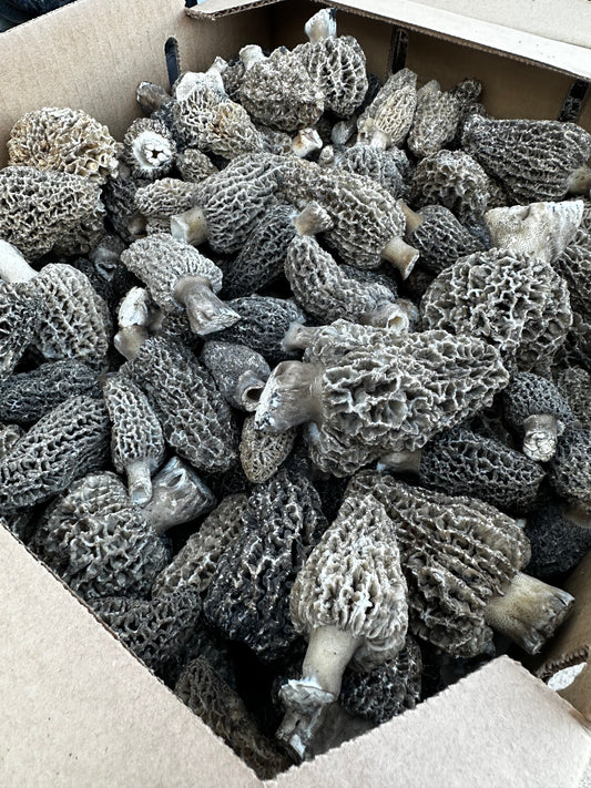 Fresh Wild Harvested Morel Mushrooms