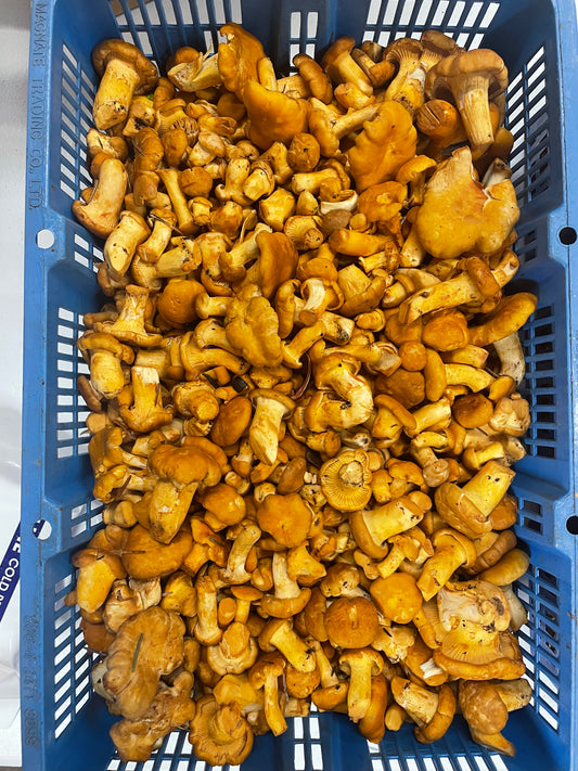 Fresh Wild Harvested Chanterelle Mushrooms