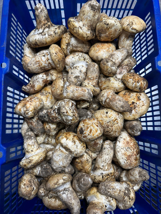 Fresh Matsutake (Pine) Mushrooms Grade #1 - Product of Oregon