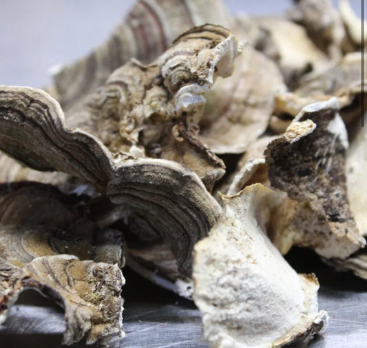 Dried Wild Turkey Tail Mushrooms 2 oz.
