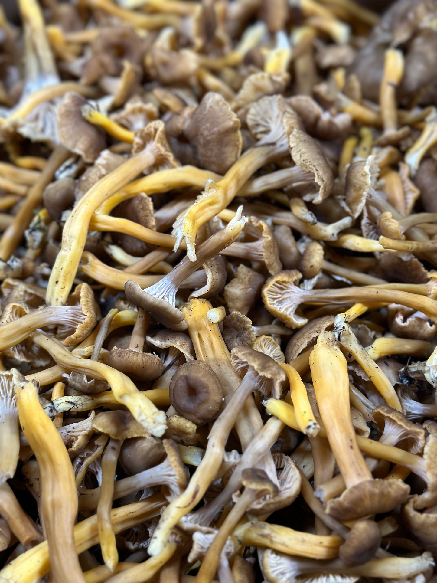 Fresh Yellowfoot Mushroom 5 lb.