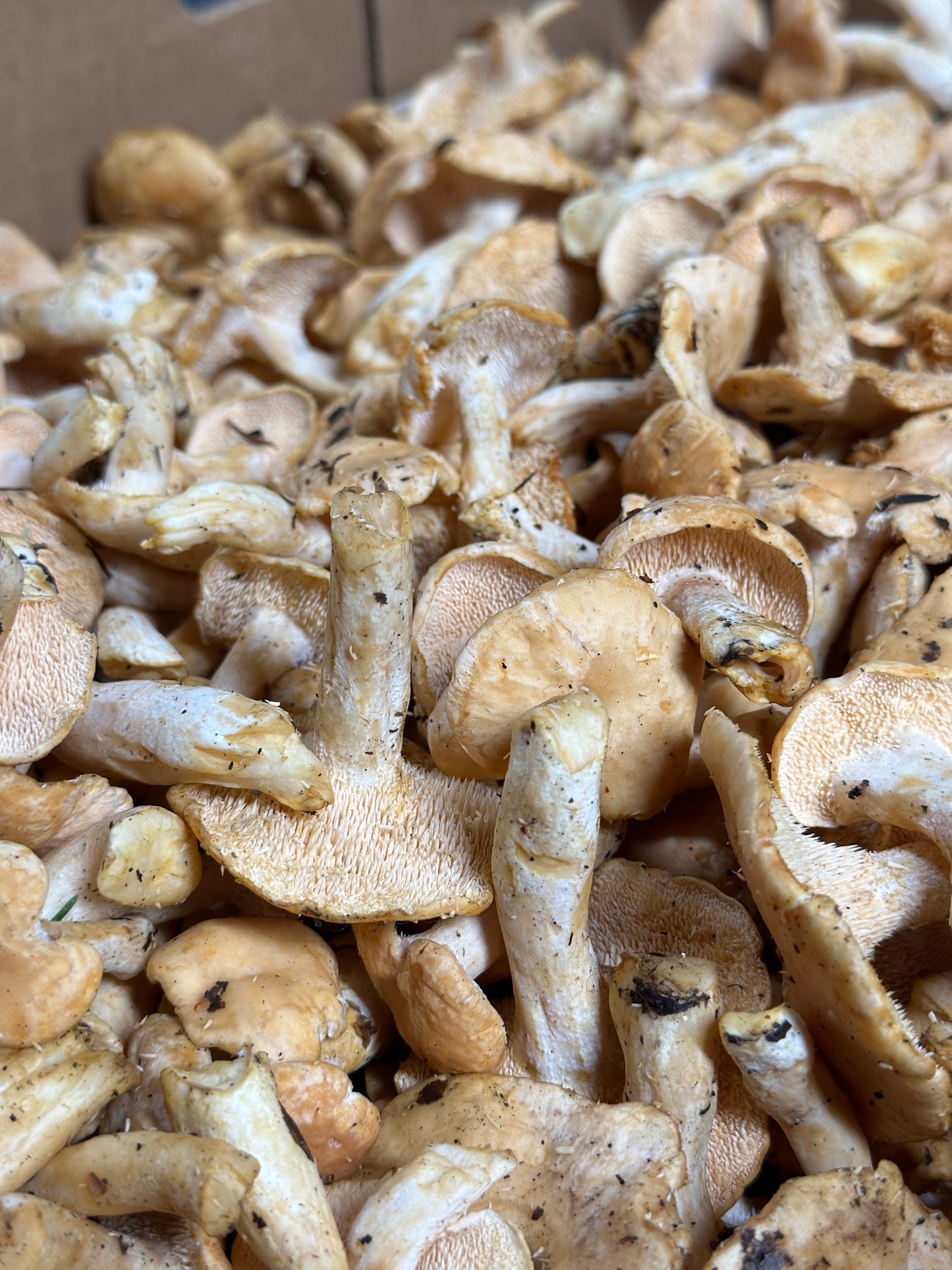 Fresh Wild Hedgehog Mushroom 5 lb.