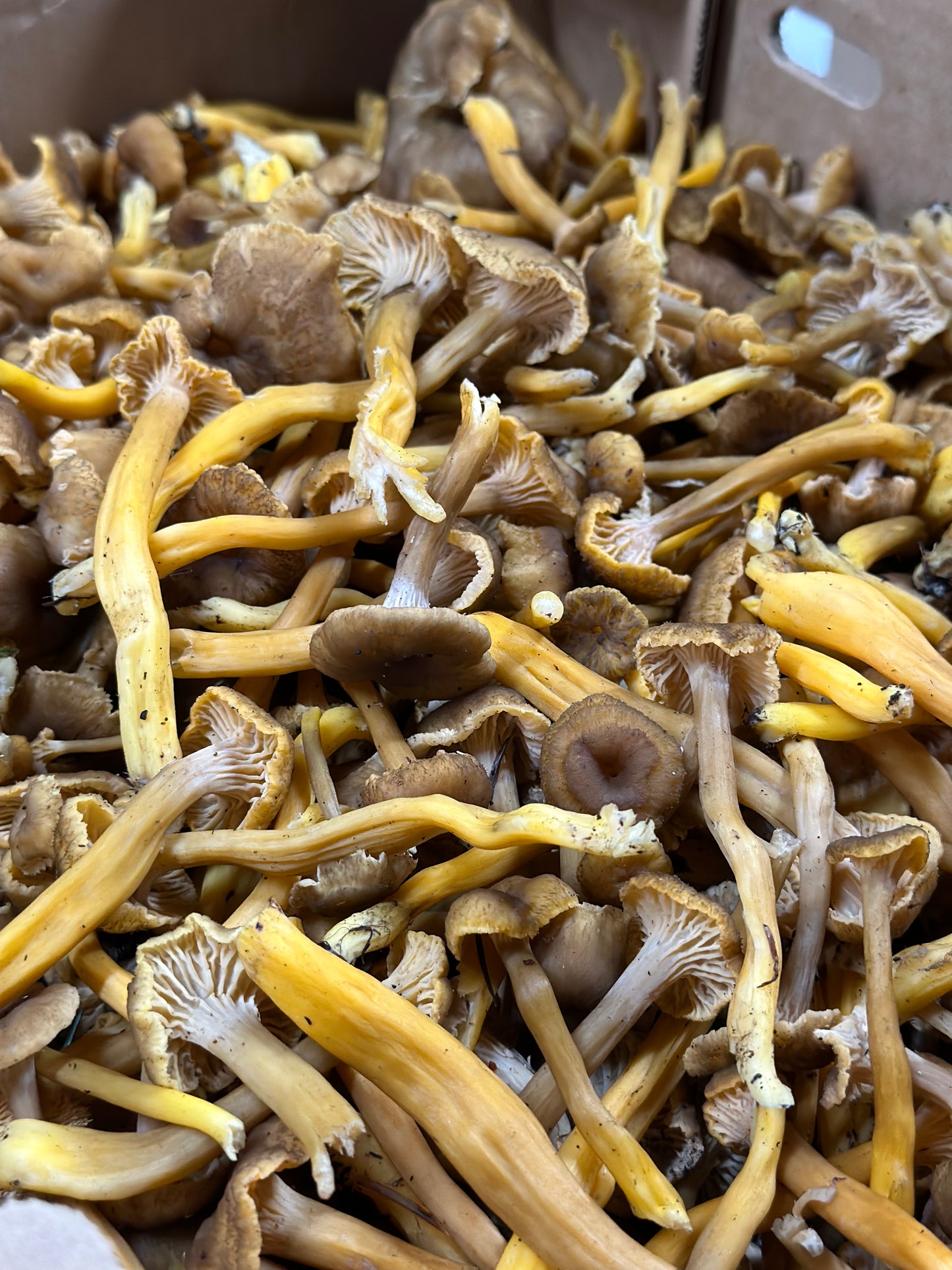 Fresh Yellowfoot Mushroom 5 lb.