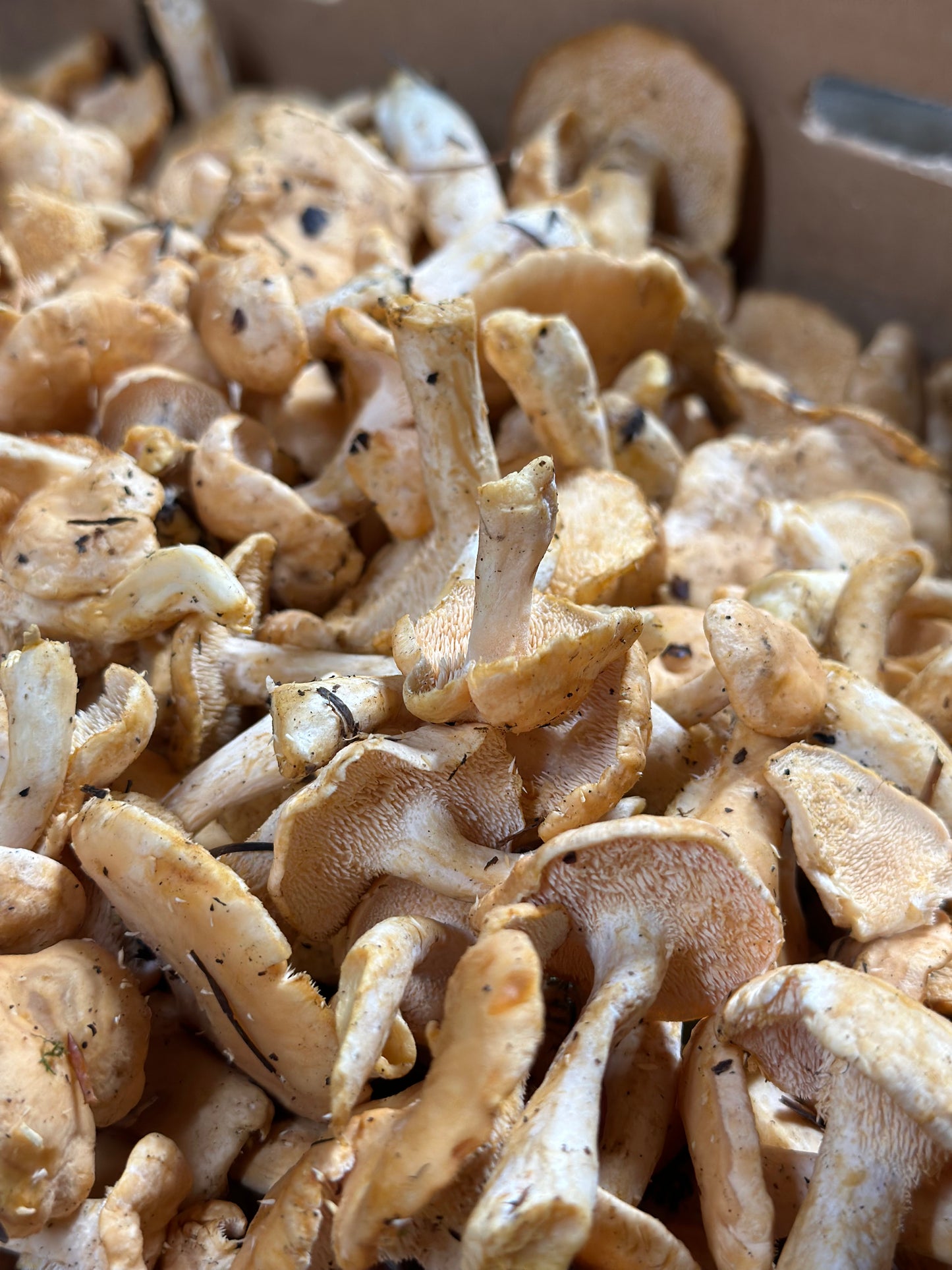 Fresh Wild Hedgehog Mushroom 5 lb.